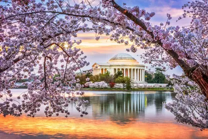 Washington DC Cherry blossom views